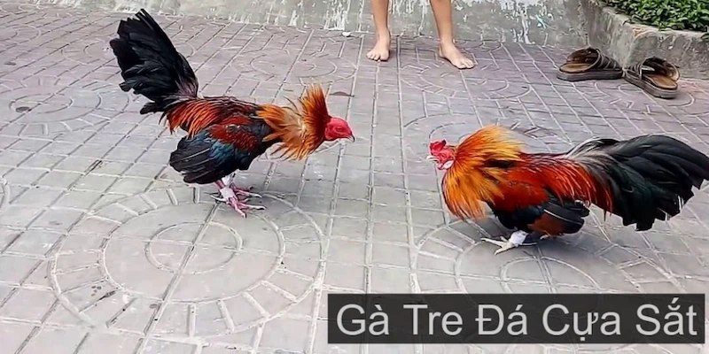 Chọi gà tre được yêu thích đứng top tại Sảnh Đá gà AOG