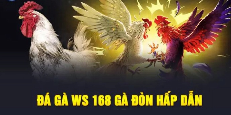 Chọi kê đòn làm mê mẩn bet thủ tại Sảnh đá gà WS168