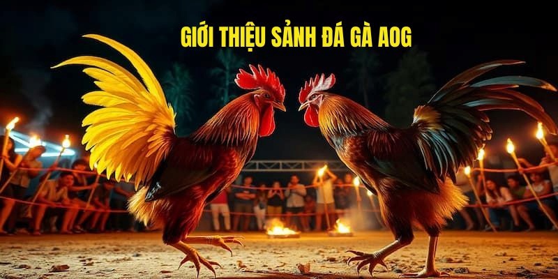 Giới thiệu nhanh về Sảnh Đá gà AOG